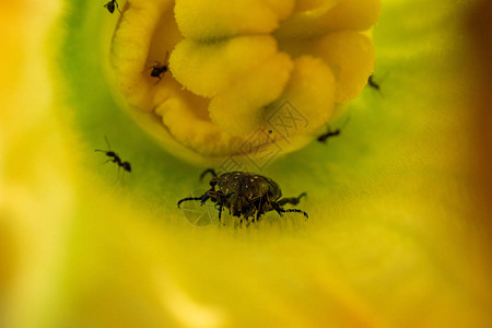 蚂蚁在西葫芦花宏里面攻击甲壳虫乐队高清图片