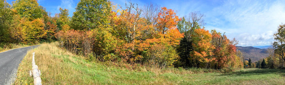 树叶季节的树木和道路全景图片