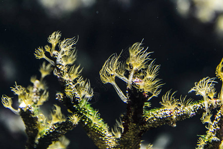 海葵是掠食海洋动物图片