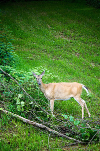 一只成熟的白尾鹿在树叶图片