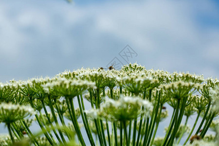 雁南飞茶田风景赫拉克林霍格威德植物对蓝天和白云的巨型炎热蜜蜂从牛穴巨大的花背景