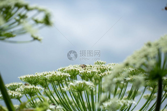 赫拉克林霍格威德植物对蓝天和白云的巨型炎热蜜蜂从牛穴巨大的花图片