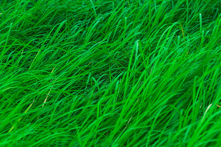 长着叶子的绿草天然绿色茎草纹理背景有机和健康的背景有机图片