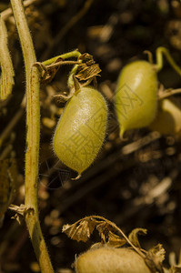 绿色豆荚鹰嘴豆荚里的绿色鹰嘴豆生长在领域的鹰图片