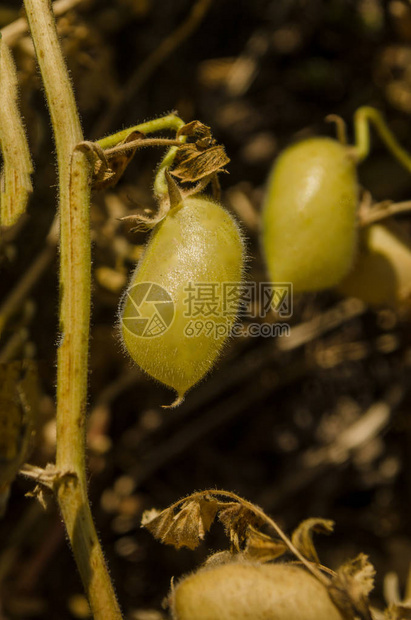 绿色豆荚鹰嘴豆荚里的绿色鹰嘴豆生长在领域的鹰图片