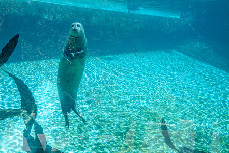 海豹在水族馆前观察游客图片