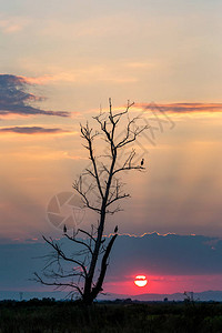 在日落时分在烧焦的杨树上等待一天结束背景图片
