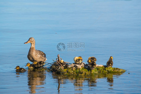 鸭子和小鸭子在湖里游泳图片