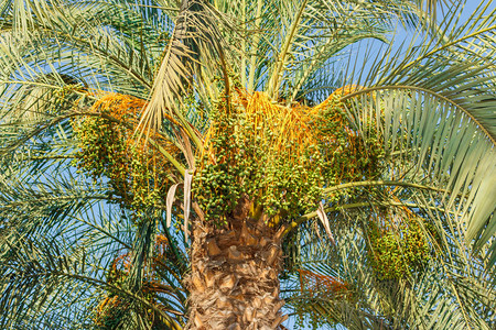 一片绿色的椰枣从椰枣上挂起高清图片