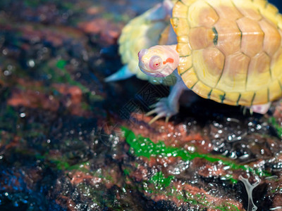 小乌龟或小乌龟红耳滑背景图片