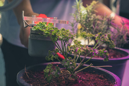 一种测量植物光合作用的人工led灯二氧背景图片