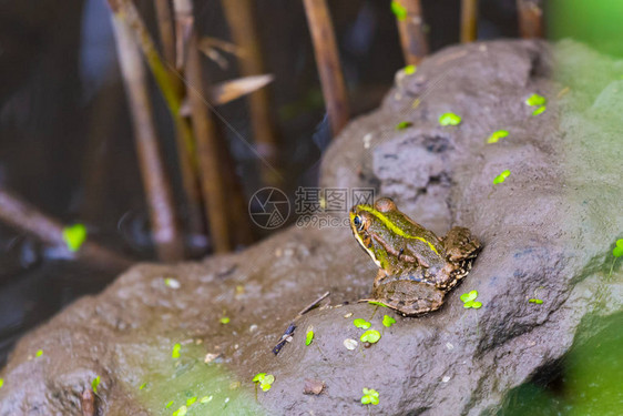 牛蛙坐在沼泽里等待猎物图片