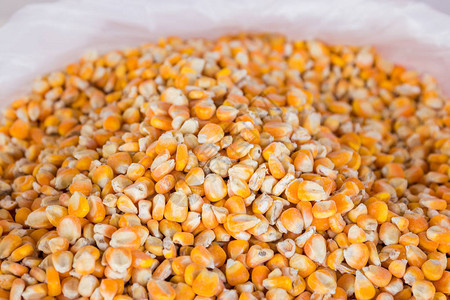 袋装玉米种子的特写图片