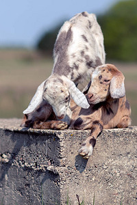 两只棕色和灰色的山羊兄妹是朋友在图片