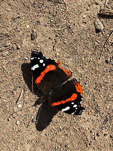 美丽的黑蝴蝶与橙色翅膀关闭图片