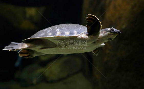 新几内亚猪鼻龟在水中游泳图片