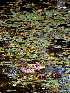 鸭妈和她的两只小鸭子一起游泳图片