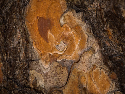 美丽的红褐色树皮纹理图片