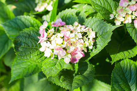 花园里的粉红花朵杂图片