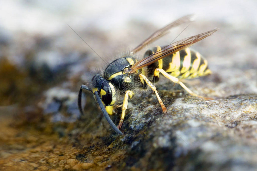 黄蜂客场挑战魔术