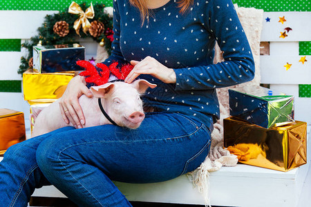 女人的腿上坐着一只小白猪有趣的小猪在新年玩具与图片