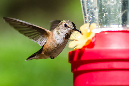 红褐色蜂鸟到达喂食器吃饭图片