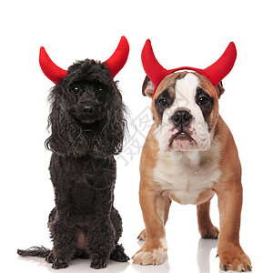 可爱的狗夫妇在万圣节时穿着红色恶魔角图片