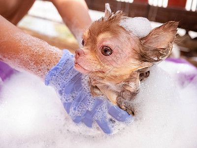 吉娃狗和多愁善感的狗洗澡图片