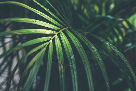 热带棕榈叶纹理自然暗绿背景图片