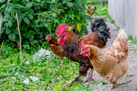 斗 鸡在草莓附近的花园里养鸡养鸡背景