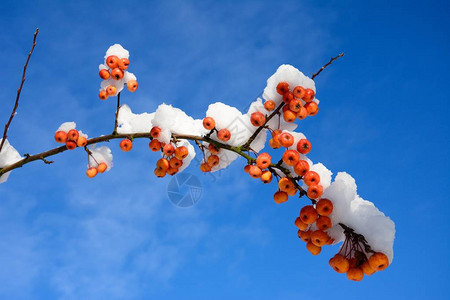 白雪蟹苹果水和树枝与蓝天对抗英格兰图片