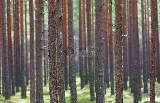 管理良好的树林中的干图片