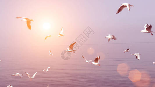 日落时海鸥飞过海面背景图片