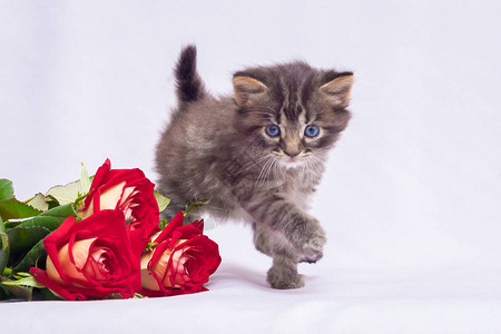 在一束玫瑰花旁的小条白猫图片