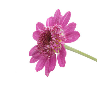 美丽的紫色花朵被白色隔离图片