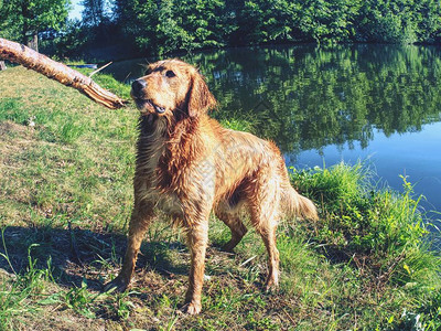 在夏天在池塘或湖里玩的湿狗一只水狗在游泳图片