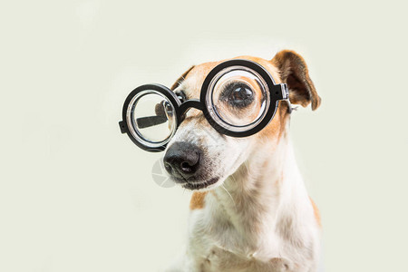 戴眼镜的可爱聪明可爱的杰克罗素梗犬图片