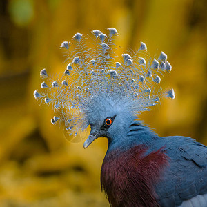 美丽的维多利亚皇冠鸽子骄傲地展示了羽毛的印图片