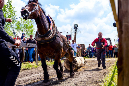 选秀纯种马在传统的公共活动图片
