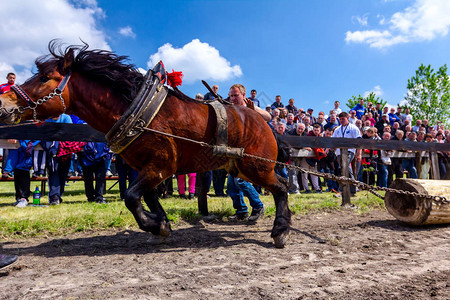 选秀纯种马在传统的公共活动背景图片