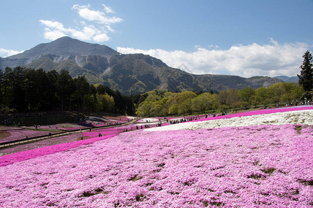 在日本关藤田崎玉县日志山公园Thitama的花朵粉色苔丝图片