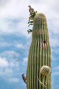 Saguaro图片