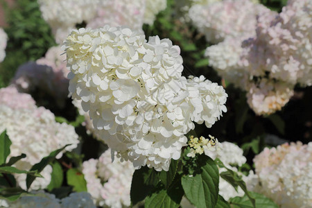 白色HydrangeaPaniculata在城图片