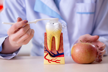 女牙医在牙齿模图片