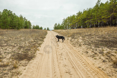 狗在树林里的路上跑图片