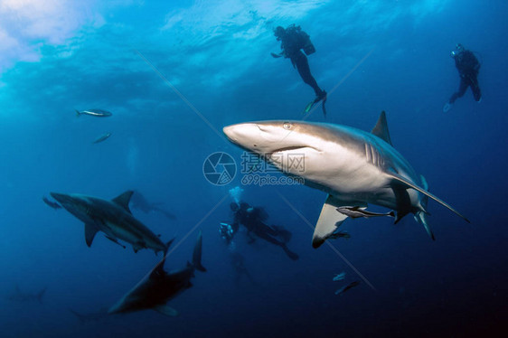 照片显示南非的黑岩礁鲨鱼图片