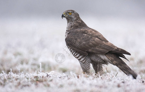 苍鹰鸟图片_苍鹰鸟素材_苍鹰鸟高清图片_摄图网图片下载