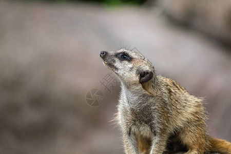 Meerkat在动物园里经常来宾幼虫是图片