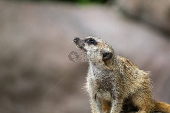 Meerkat在动物园里经常来宾幼虫是图片