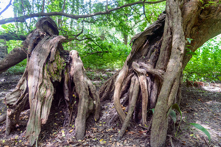 树的根在森林里大老树干图片